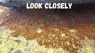 40 Million Ladybugs.... WHAT?