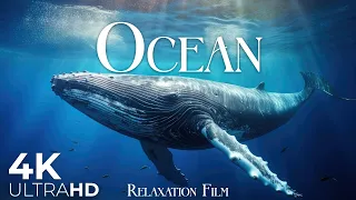 The Ocean Film 4K - Deep Relaxation and Nature Underwater - Video Ultra HD