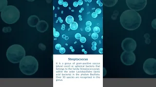 What is Streptococcus Bacteria?