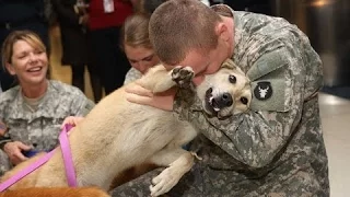 Как Собаки Встречают Своих Хозяев Солдат.  Подборка [HD]