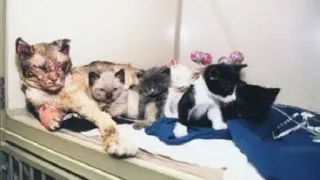 A cat desperately rescued her kittens during a fire