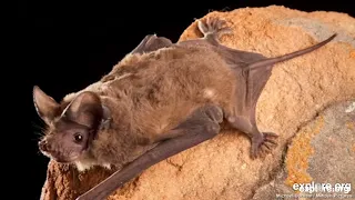 20 Million Bats Call This Cave Home