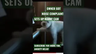 AFTER NOISE COMPLAINTS, OWNER SET UP NANNY CAM