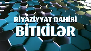 Riyaziyyat dahisi bitkilər - Bitkilərdə Qızıl Nisbət