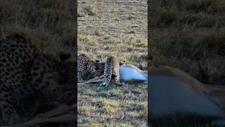 Impala Eaten By Cheetahs #Wildlife | #ShortsAfrica | #Septdailyshorts