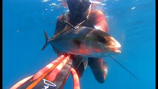 Chasse Sous-Marine Corse Action de Rêve Seriole Spearfishing Pescasub