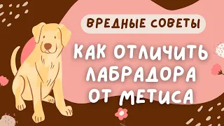 🐕📝🐾 ВРЕДНЫЕ СОВЕТЫ: как отличить лабрадора от метиса?