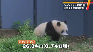 パンダのシャンシャン最新映像　もうすぐ1歳！