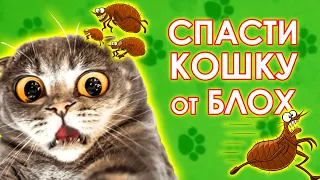 Как вывести блох у кошки. Советы ветеринара.