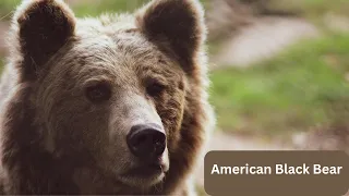 American Black Bear Animal - Some Facts 101 - Power - USA Animal #today #viralvideo