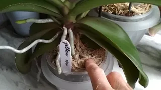 💧Как я поливаю ЦВЕТУЩИЕ орхидеи 💐(всё о поливе)💦(05.12.2021)