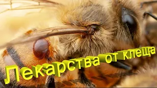 Профессор Кашковский про лекарства от клеща