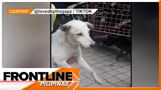 Asong bumaba sa riles ng LRT-1, sinagip | Frontline Pilipinas