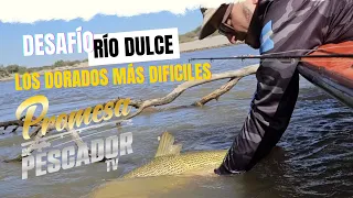 Desafío Río Dulce, los Dorados más difíciles de pescar.