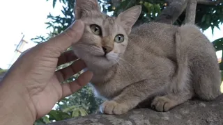 Cute Cat on the Tree and Funny Kitten under the Tree.