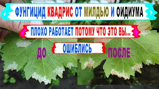 🍇 Как ПРАВИЛЬНО применять КВАДРИС на винограде чтобы  РАБОТАЛ НА 100%  Что будет без обработок.