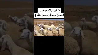 اولاد جلال كباش عملاقة احسن سلالة بدون منازع. نايلي البدوى