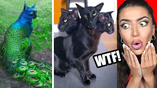 Abnormally STRANGE Cats That Actually Exist.. (WTF)