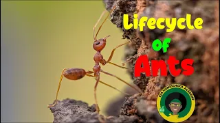 Ant Life Cycle  | All about Ants