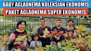 Ready baby aglaonema koleksian & paket ekonomis !!!