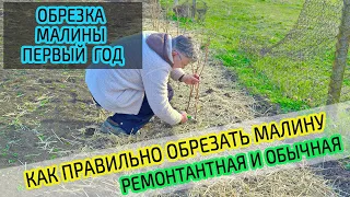 Обрезка малины в первый год. Правильная обрезка ремонтантной и обычной малины.