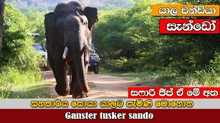 Tusker sando chasing safari jeeps  #savewildlife #elephant #dangerous