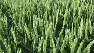 Пшеница выбросила колос, Скаген и Колония. Состояние пшеницы на 07.06.2021
