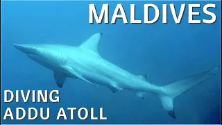 Addu Atoll | Diving | Maldives