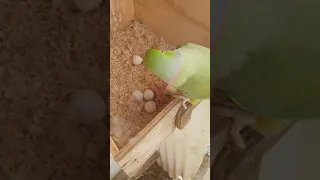 Cruiser the Indian ringneck and his offspring