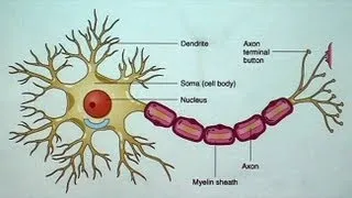 The Aging but Resilient Brain: Keeping Neurons Happy