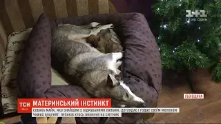 На Львівщині собака, яку торік знайшли з відрубаними чотирма лапами, прихистила двох цуценят