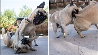 Funny and Cute Pug Videos That Will Change Your Mood For Good