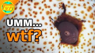 This Fish LIVES Inside BUTTS...