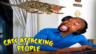 CATS ATTACKING PEOPLE REACTION