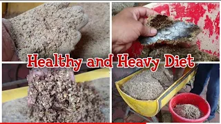 Healthy and Heavy Diet for Goat 🐐 STAR GOATS FARM Asif STD