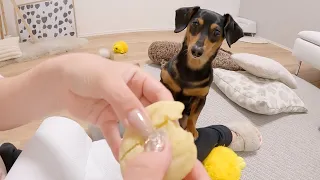 パン作りにハマった飼い主、犬用メロンパンを作るも無事失敗