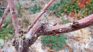 Pruning fruit trees: shoot structure and growth