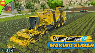 Harvesting Sugarbeat and Making Sugar | Farming Simulator 23 Mobile fs23