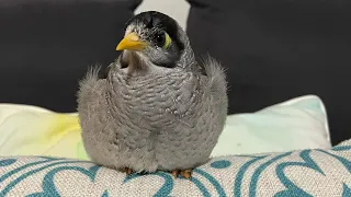 Why I live with a noisy miner
