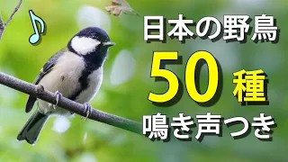 【解説】鳥の声を学ぼう！野鳥50種 （鳴き声つき）