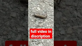 worm vs ants