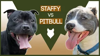 STAFFORDSHIRE BULL TERRIER VS PITBULL