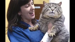 World's Fattest, Heaviest, Biggest Cat | GOLIATH CAT "GARFIELD!