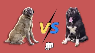 Kangal VS Caucasian Shepherd |  In The Streets Confrontation