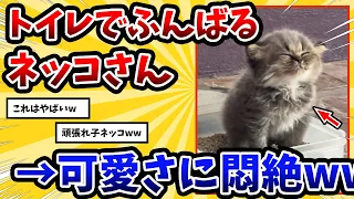 【2ch動物スレ】一生懸命トイレで踏ん張る子猫 → 反応が可愛すぎるwww