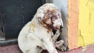Tiny puppy found covered in blood now won’t stop playing!