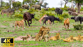 African Springboks 4K 10 bit color - Wild Animals Of Africa | 4K Nature Documentary Film