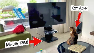 Кот Арчи и мышь под телевизором.
