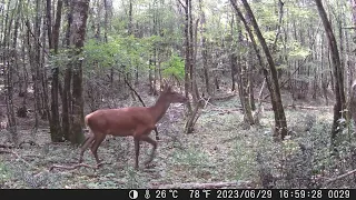 20 juilet 2023: Cerfs et biches en forêt | Grésigne Tarn