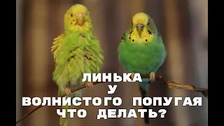 ЛИНЬКА у ВОЛНИСТЫХ ПОПУГАЙЧИКОВ. Что делать? Линька у попугаев. Попугай линяет, что делать?